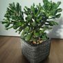 Gollum Jade succulent Image 7