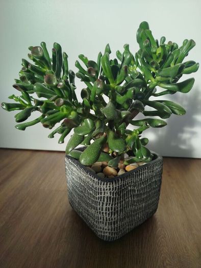 Gollum Jade succulent