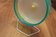 hamster exercise wheel
