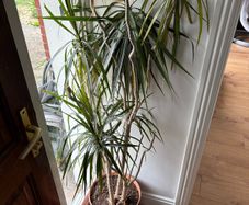 House Plant