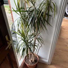 House Plant