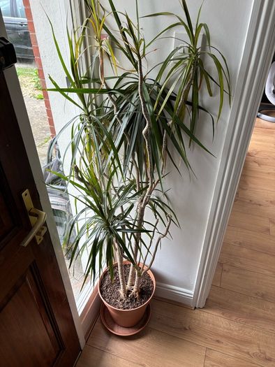 House Plant