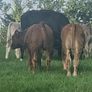 Organic bulls portumna mart Image 7