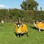 Lanark rams Image 7