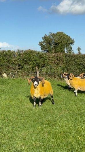 Lanark rams