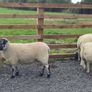 Ewe Hoggets for sale Image 5