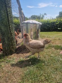 8 laying hens for sale