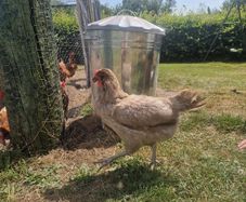 8 laying hens for sale