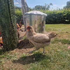 8 laying hens for sale