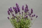 (L) Lavender seeds 0.3g (431885)