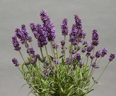(L) Lavender seeds 0.3g (431885)