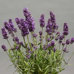 (L) Lavender seeds 0.3g (431885)