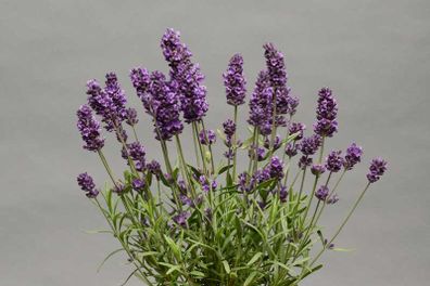 (L) Lavender seeds 0.3g (431885)