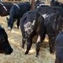 Aberdeen Angus Bulls Image 8