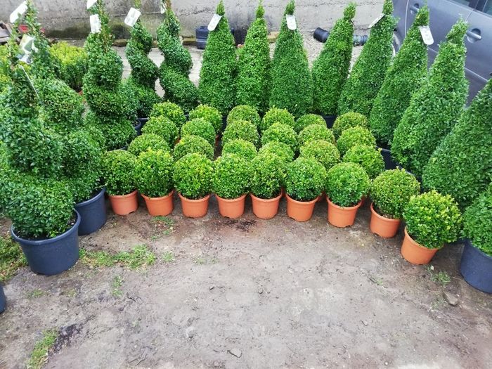 Box Hedging