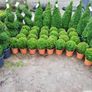 Box Hedging Image 2