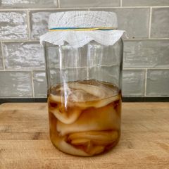 Organic Kombucha scooby