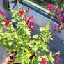 fantastic mature plants bundle Image 9