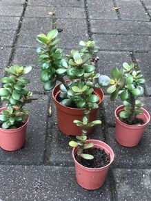 4 Feng Shui plant money plants