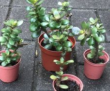 4 Feng Shui plant money plants