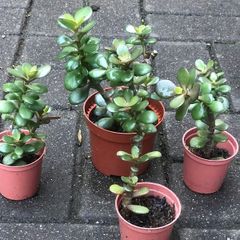 4 Feng Shui plant money plants