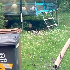 trampoline