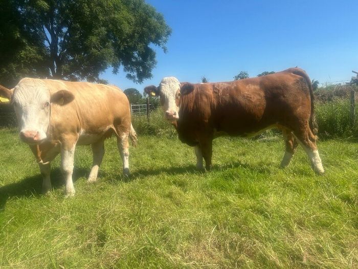 Springing and incalf heifers