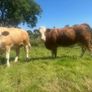 Springing and incalf heifers Image 5