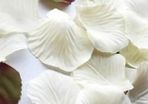 BRAND NEW 100 Cream/Ivory Rose Petals-1 3/4 TO 2 Inchs In Size