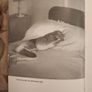 A Hare About The House. By Cecil S. Webb. First Edition. 1955 Hardback In Fair Condition. See Photos For Same. Image 4