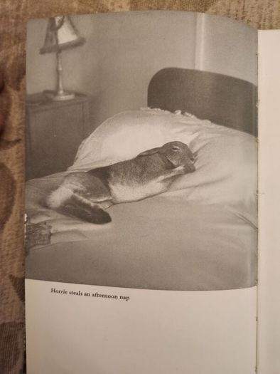A Hare About The House. By Cecil S. Webb. First Edition. 1955 Hardback In Fair Condition. See Photos For Same.