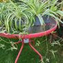 Spider Plants Image 3