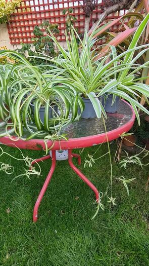 Spider Plants