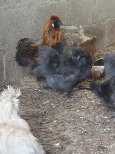 Usa Silkie Chicks And Fertile Eggs
