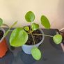 Pilea Chinese Money Plant Image 3