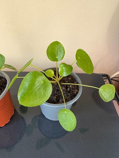 Pilea Chinese Money Plant