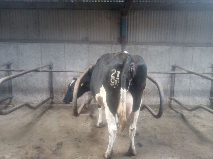 Incalf dairy cows