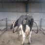 Incalf dairy cows Image 3