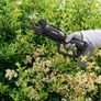 Parkside Performance 20V Cordless Brushless Pruner. Shed house clearance sale unwanted stuff gift car boot sale. Garden Maintenance Image 8