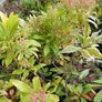 Flowering Shrubs, Garden Plants Image 4