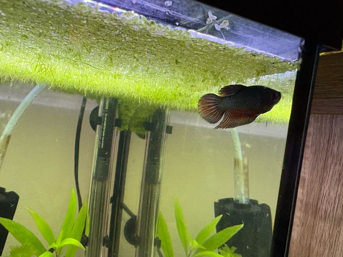 60l fishtank