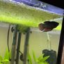 60l fishtank Image 2