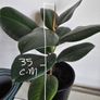 Indoor plants Image 7