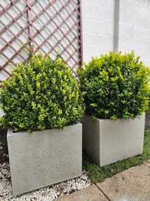 Pair of Large Square Planters with Mature Boxwood