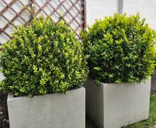 Pair of Large Square Planters with Mature Boxwood