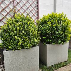 Pair of Large Square Planters with Mature Boxwood