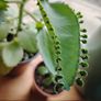Houseplant Mother of Thousands Image 6
