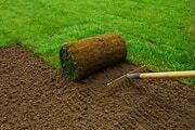 Lawn Turf Grass