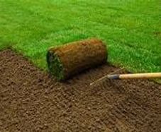 Lawn Turf Grass