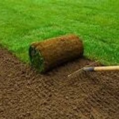 Lawn Turf Grass